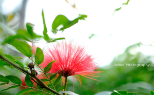初夏の回忆——惠州