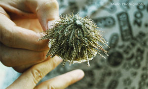 初夏の回忆——惠州