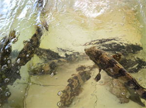 7月旅行惠州巽寮湾