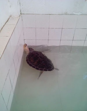 巽寮湾不成便调侃海龟与心动的金沙湾