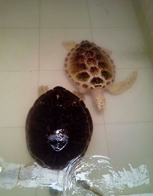 巽寮湾不成便调侃海龟与心动的金沙湾