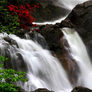 四月·莽山采花行