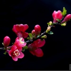 四月·莽山采花行