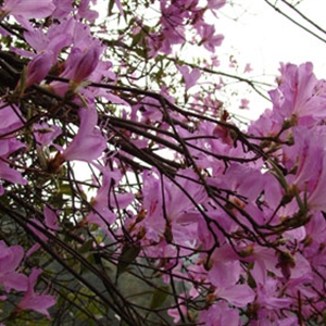 四月·莽山采花行