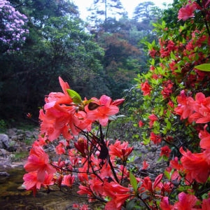 四月·莽山采花行