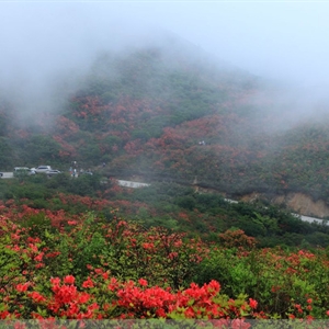 四月·莽山采花行