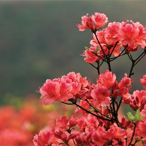 四月·莽山采花行