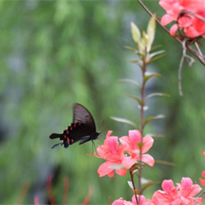 四月·莽山采花行