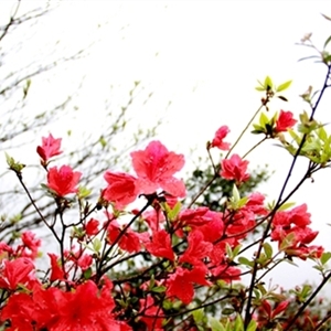 四月·莽山采花行