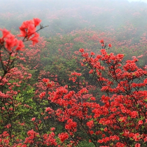 四月·莽山采花行