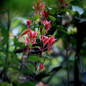 四月·莽山采花行