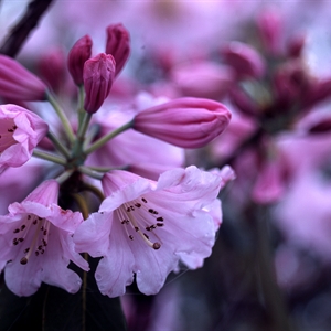 四月·莽山采花行