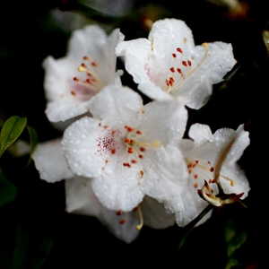 四月·莽山采花行