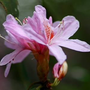 四月·莽山采花行